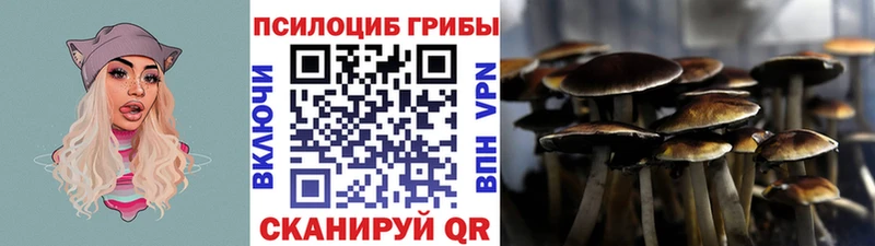 наркота MEGA как зайти Псилоцибиновые грибы Psilocybine cubensis Южно-Сухокумск